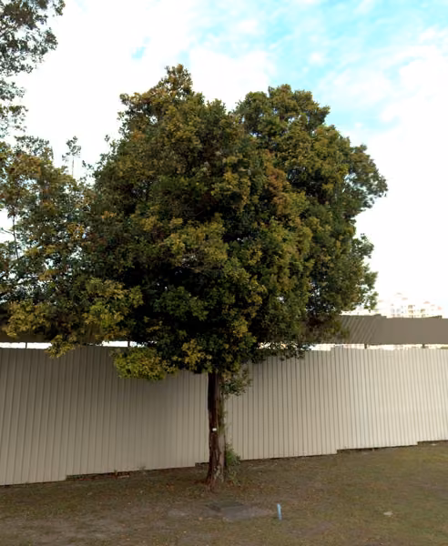 tree photo