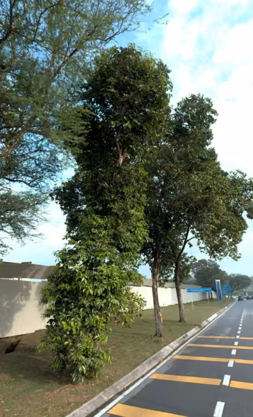 tree photo
