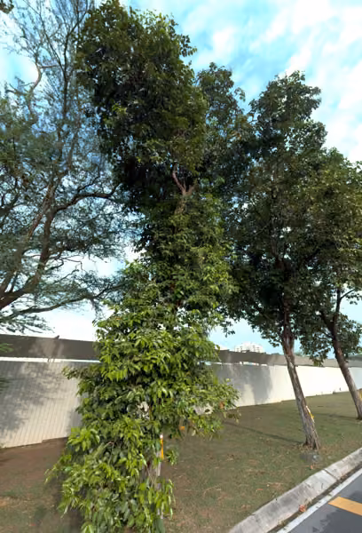 tree photo