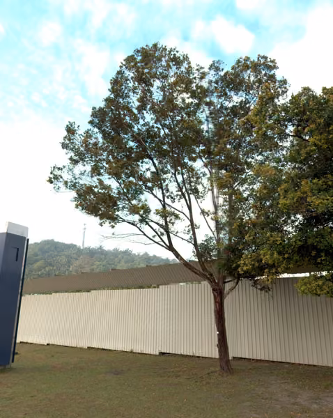 tree photo