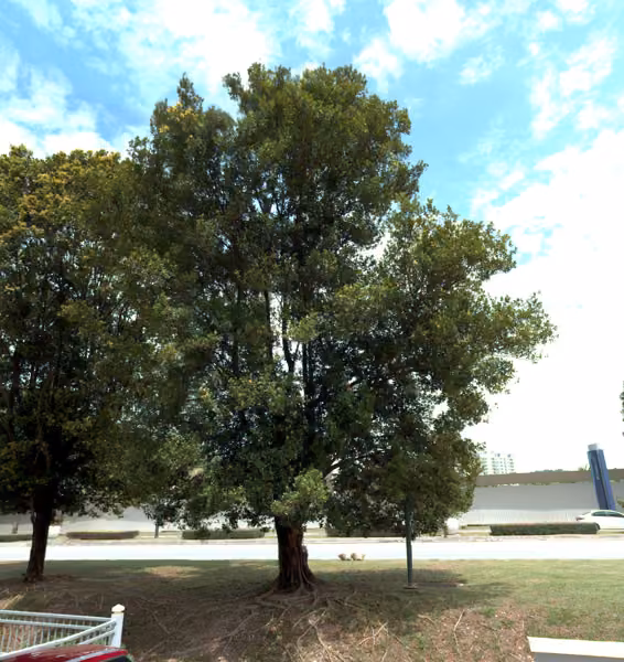 tree photo