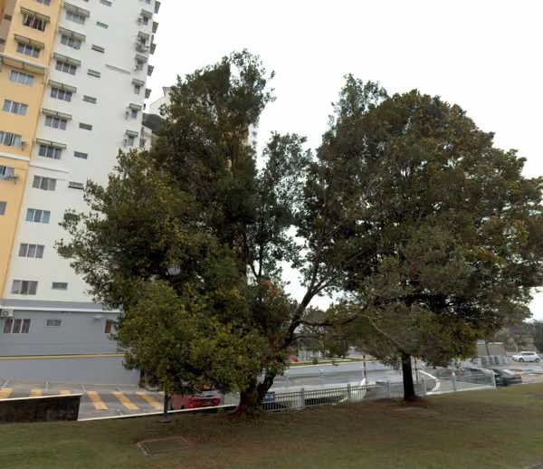 tree photo