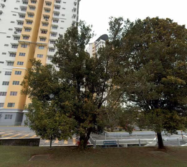 tree photo
