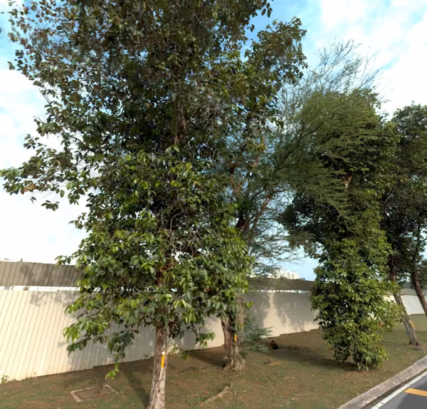 tree photo