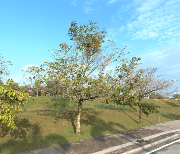 tree photo