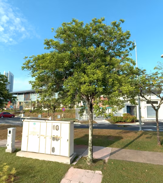 tree photo