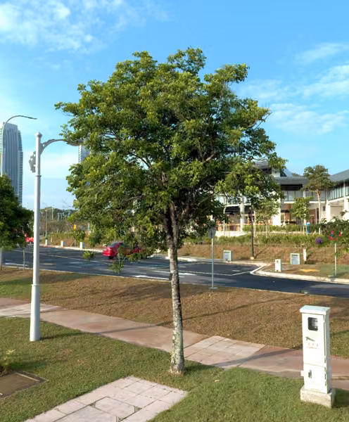 tree photo