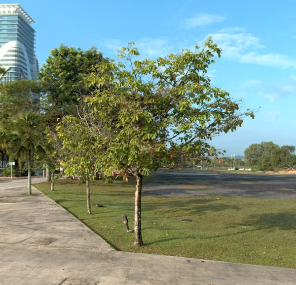 tree photo