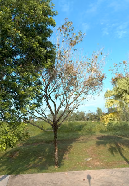 tree photo
