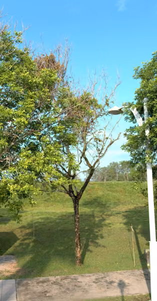 tree photo