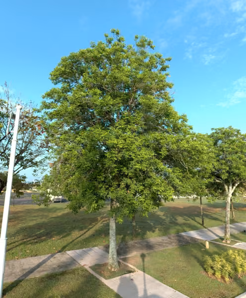 tree photo
