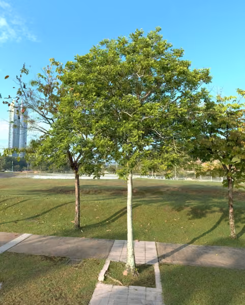 tree photo