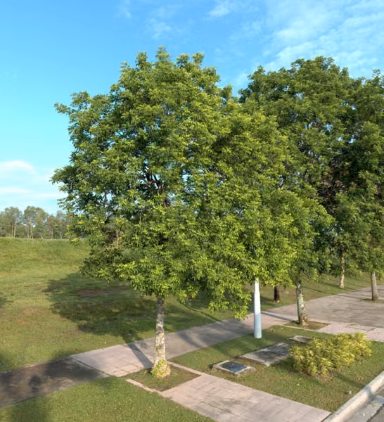 tree photo