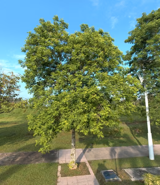 tree photo