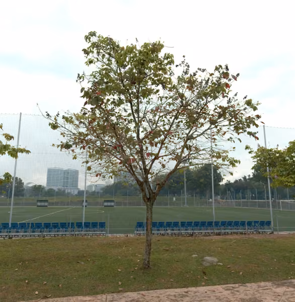 tree photo