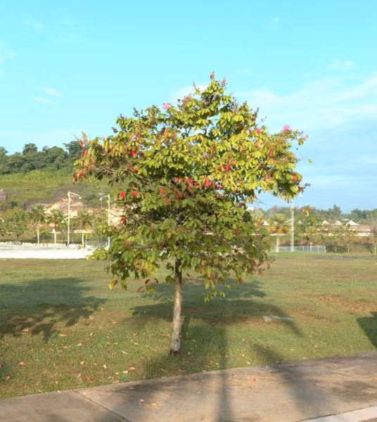 tree photo