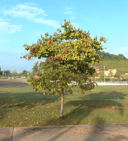 tree photo