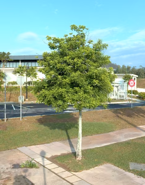 tree photo