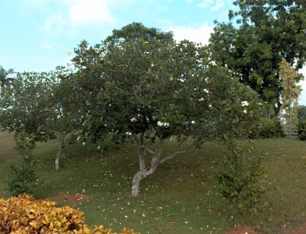 tree photo