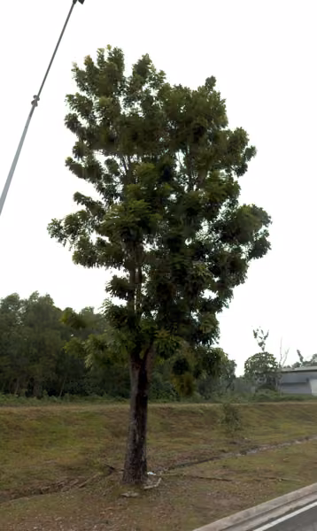 tree photo