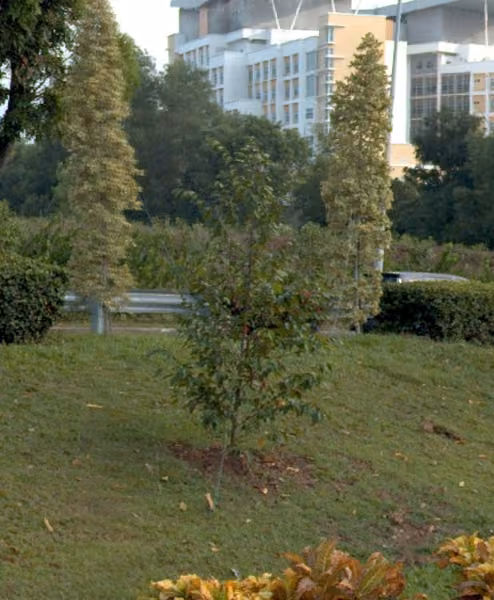 tree photo