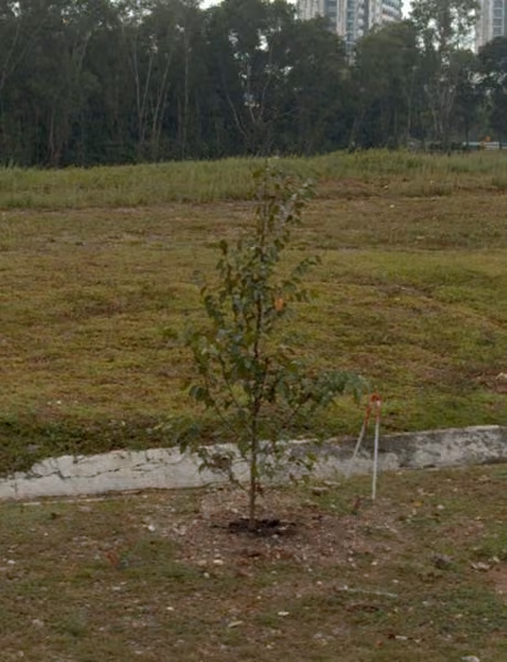tree photo