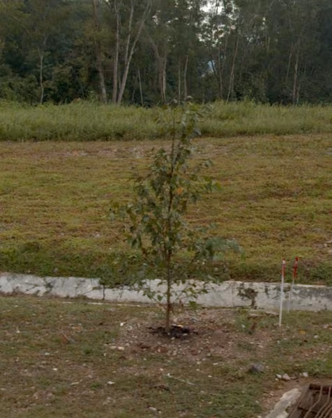 tree photo