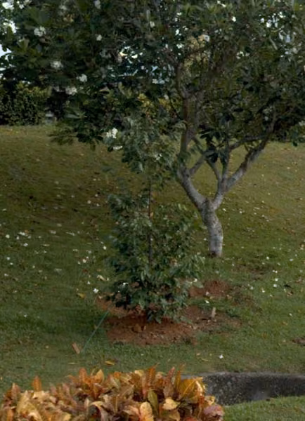 tree photo
