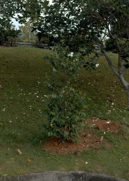 tree photo