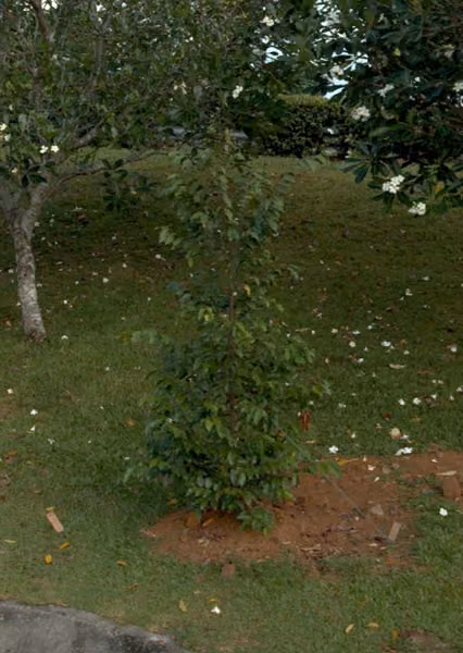 tree photo