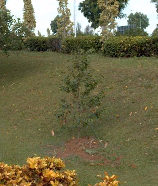 tree photo