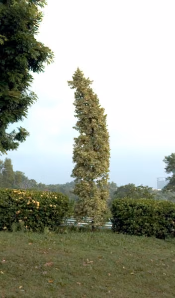 tree photo