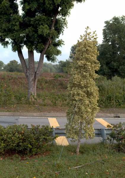 tree photo