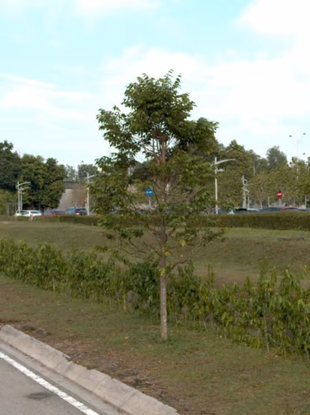 tree photo