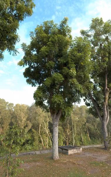 tree photo