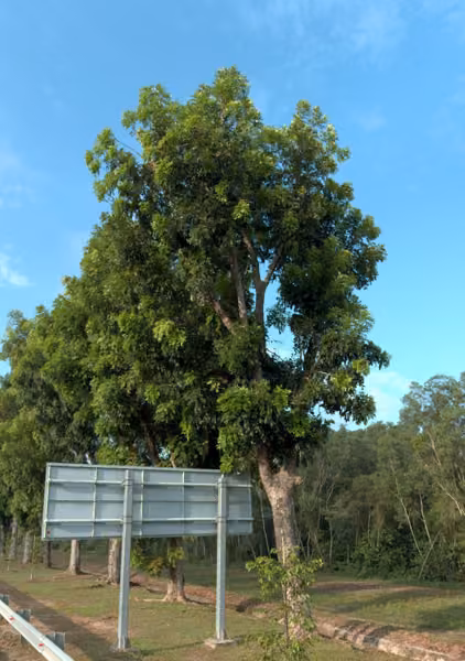 tree photo