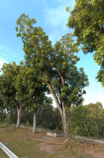 tree photo