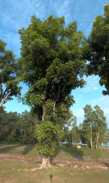 tree photo