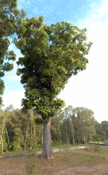 tree photo