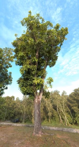 tree photo