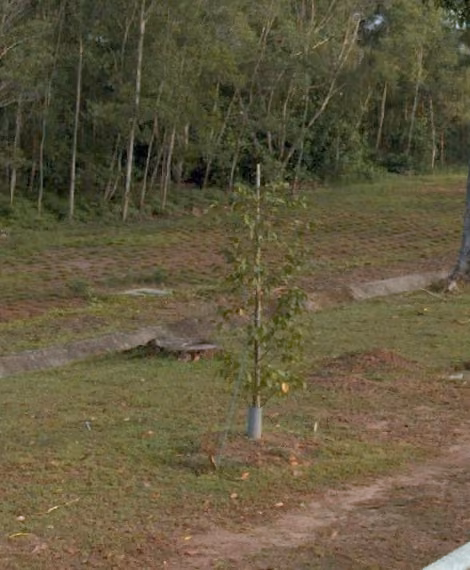tree photo