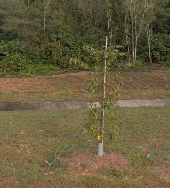 tree photo