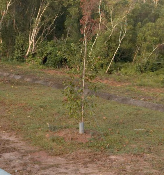 tree photo