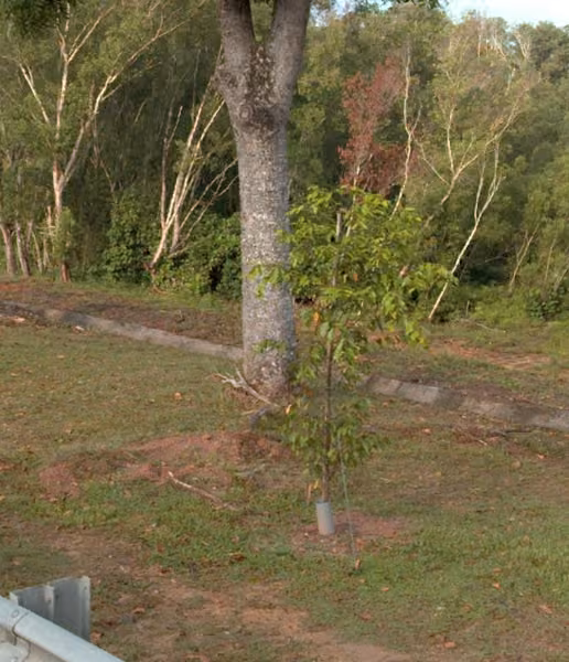 tree photo