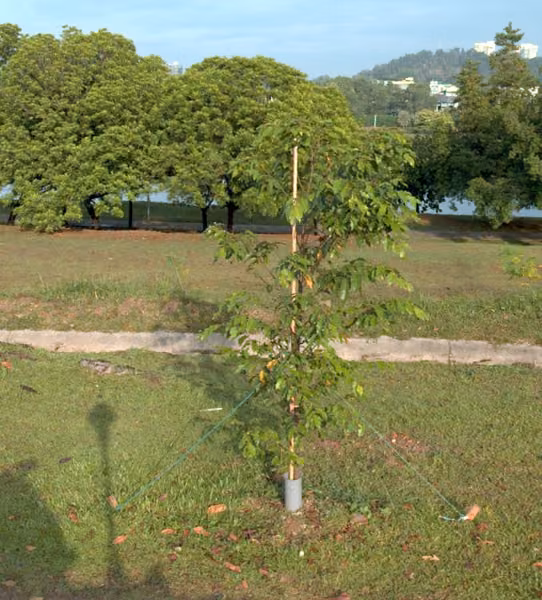 tree photo