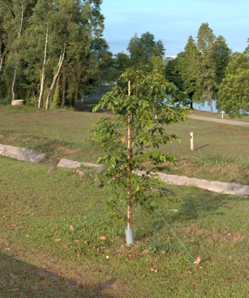 tree photo