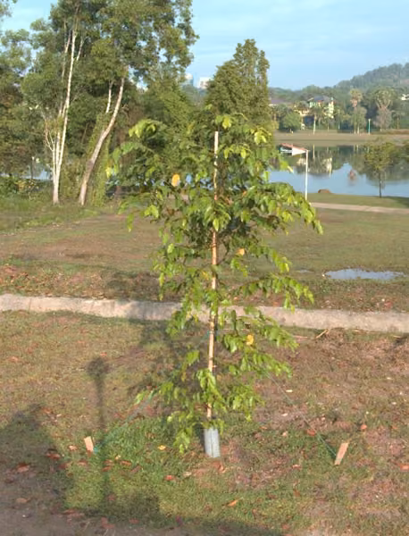 tree photo