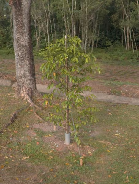 tree photo