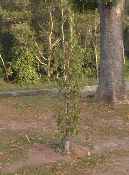 tree photo