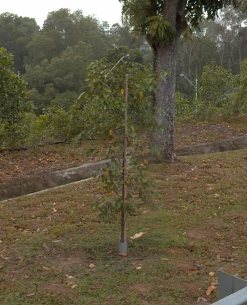 tree photo